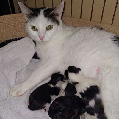 Katze Elise möchte Dein Herz erobern, EKH - Katze