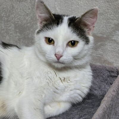 Katze Elise möchte Dein Herz erobern, EKH - Katze