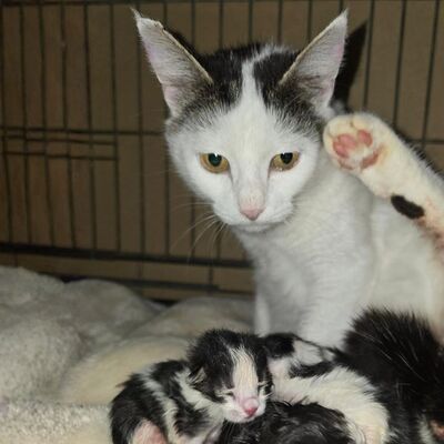 Katze Elise möchte Dein Herz erobern, EKH - Katze