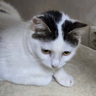 Katze Elise möchte Dein Herz erobern, EKH - Katze