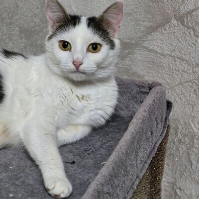 Katze Elise möchte Dein Herz erobern, EKH - Katze