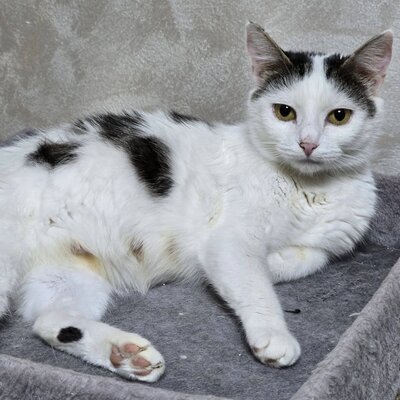 Katze Elise möchte Dein Herz erobern, EKH - Katze