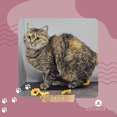 Katze Emely sucht ihr eigenes Körbchen, EKH - Katze