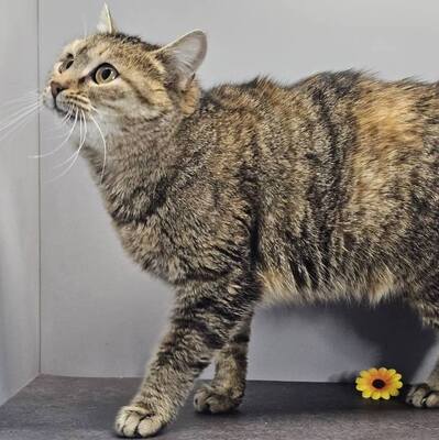 Katze Emely sucht ihr eigenes Körbchen, EKH - Katze