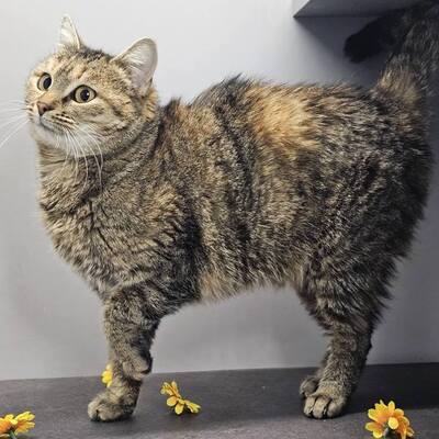 Katze Emely sucht ihr eigenes Körbchen, EKH - Katze