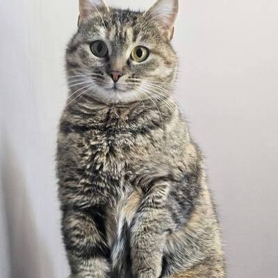 Katze Emely sucht ihr eigenes Körbchen, EKH - Katze