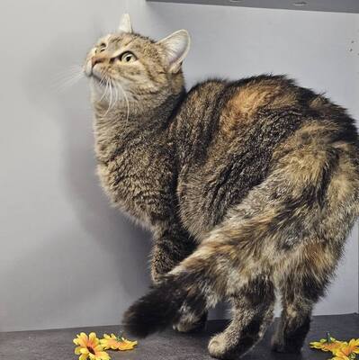 Katze Emely sucht ihr eigenes Körbchen, EKH - Katze