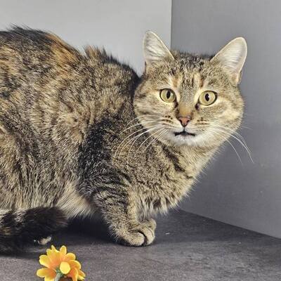 Katze Emely sucht ihr eigenes Körbchen, EKH - Katze
