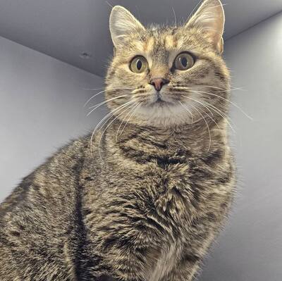 Katze Emely sucht ihr eigenes Körbchen, EKH - Katze