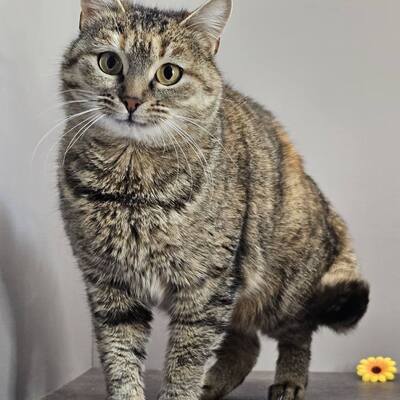 Katze Emely sucht ihr eigenes Körbchen, EKH - Katze