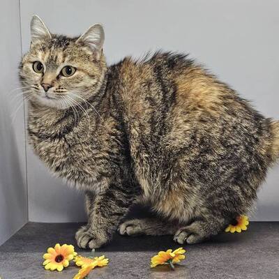 Katze Emely sucht ihr eigenes Körbchen, EKH - Katze