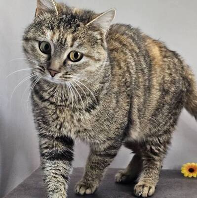 Katze Emely sucht ihr eigenes Körbchen, EKH - Katze