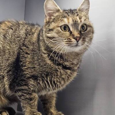 Katze Emely sucht ihr eigenes Körbchen, EKH - Katze
