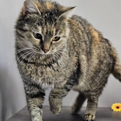 Katze Emely sucht ihr eigenes Körbchen, EKH - Katze