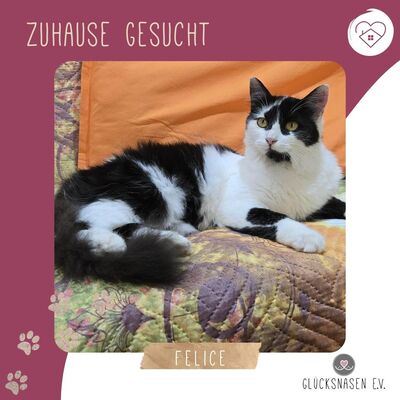 Katze Felice wartet sehnsüchtig auf Post