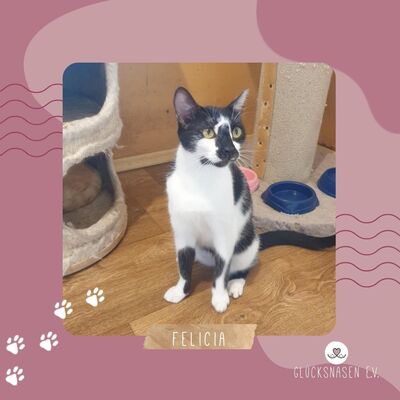 Katze Felicia möchte so gern ankommen, EKH - Katze