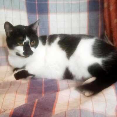 Katze Felicia möchte so gern ankommen, EKH - Katze
