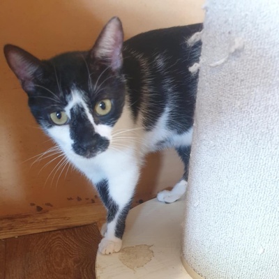 Katze Felicia möchte so gern ankommen, EKH - Katze