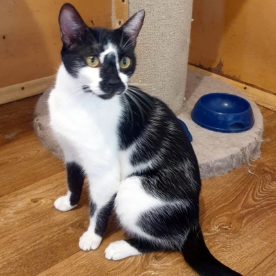 Katze Felicia möchte so gern ankommen, EKH - Katze
