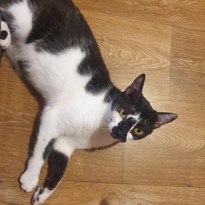 Katze Felicia möchte so gern ankommen, EKH - Katze