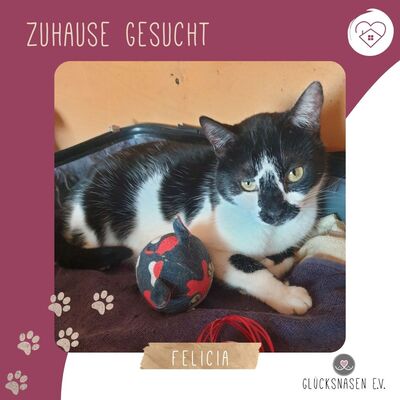 Katze Felicia möchte so gern reisen, EKH - Katze