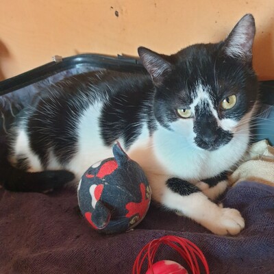 Katze Felicia möchte so gern reisen, EKH - Katze
