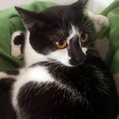Katze Felicia sucht ihr Körbchen, EKH - Katze