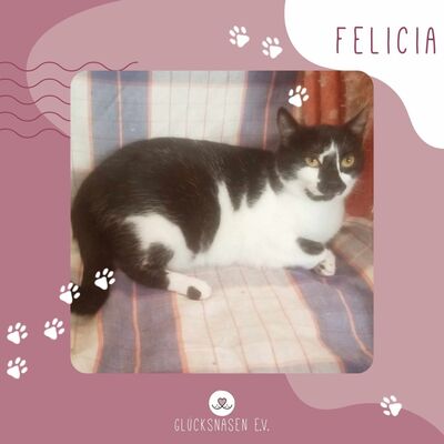 Katze Felicia wartet sehnsüchtig auf Dich, EKH - Katze
