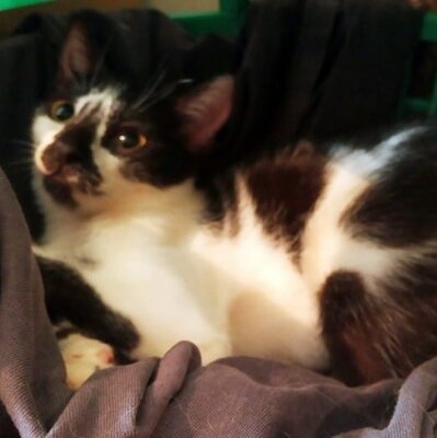 Katze Felicia wartet sehnsüchtig auf Dich, EKH - Katze