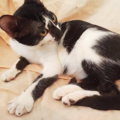 Katze Felicia wartet sehnsüchtig auf Dich, EKH - Katze