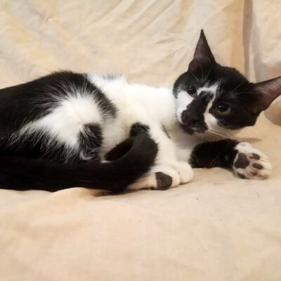 Katze Felicia wartet sehnsüchtig auf Dich, EKH - Katze