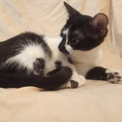Katze Felicia wartet sehnsüchtig auf Dich, EKH - Katze