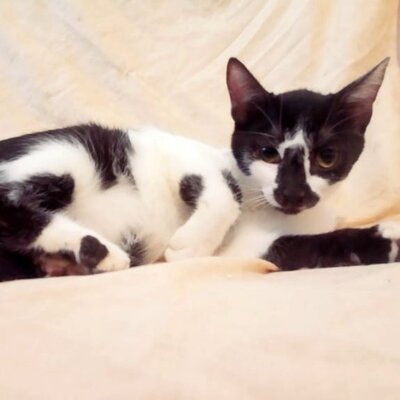 Katze Felicia wartet sehnsüchtig auf Dich, EKH - Katze