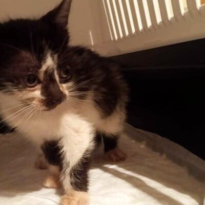 Katze Felicia wartet sehnsüchtig auf Dich, EKH - Katze