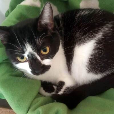 Katze Felicia wartet sehnsüchtig auf Dich, EKH - Katze