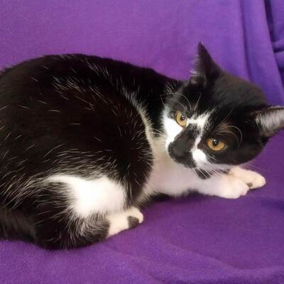Katze Felicia wartet sehnsüchtig auf Dich, EKH - Katze