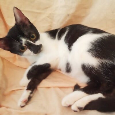 Katze Felicia wartet sehnsüchtig auf Post, EKH - Katze