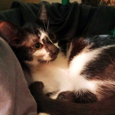 Katze Felicia wartet sehnsüchtig auf Post, EKH - Katze