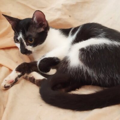 Katze Felicia wartet sehnsüchtig auf Post, EKH - Katze