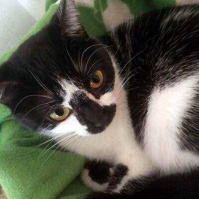 Katze Felicia wartet sehnsüchtig auf Post, EKH - Katze