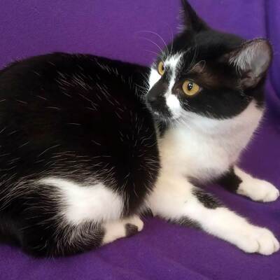 Katze Felicia wartet sehnsüchtig auf Post, EKH - Katze