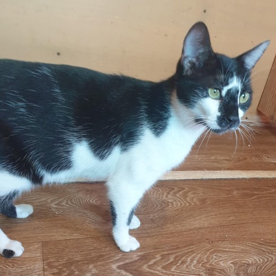 Katze Felicia wartet sehnsüchtig auf Post, EKH - Katze