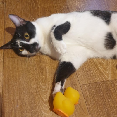 Katze Felicia wartet sehnsüchtig auf Post, EKH - Katze