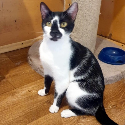 Katze Felicia wartet sehnsüchtig auf Post, EKH - Katze