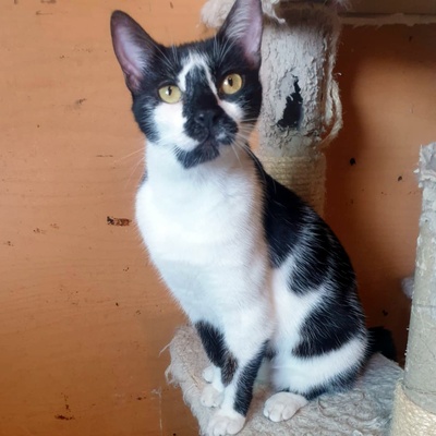 Katze Felicia wartet sehnsüchtig auf Post, EKH - Katze