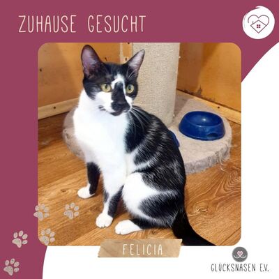 Katze Felicia wünscht sich sehnsüchtig ein Zuhause