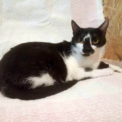 Katze Felicia wünscht sich sehnsüchtig ein Zuhause, EKH - Katze