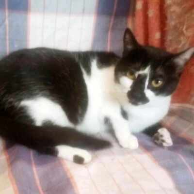 Katze Felicia wünscht sich sehnsüchtig ein Zuhause, EKH - Katze