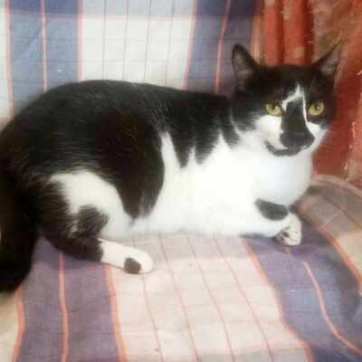 Katze Felicia wünscht sich sehnsüchtig ein Zuhause, EKH - Katze