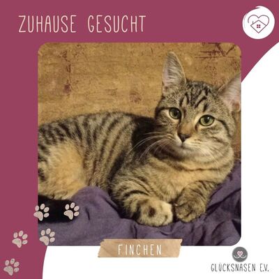 Katze Finchen sucht Ihre lieben Menschen, EKH - Katze